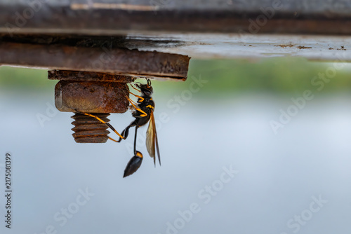 Obraz na plátne Macro shot of a black and yellow mud dauber wasp (Sceliphron caementarium) clinging to a rusty bolt