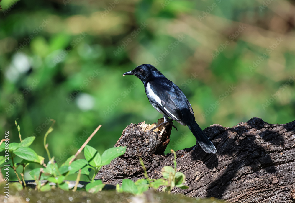 Fototapeta premium The Oriental magpie-robin (Copsychus saularis) is a small passerine bird considered an Old World flycatcher. 