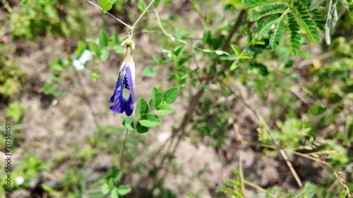 Blue Butterfly Pea Blossom Macro Shot