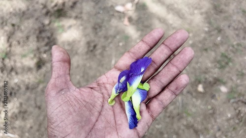 Hand Holding Butterfly Pea Flower Macro View