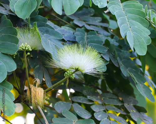 Detailed view of a blooming Siris flower surrounded by rich green tree leaves and unopened floral buds.