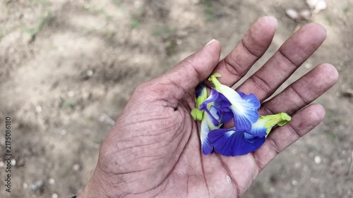Blue Butterfly Pea Blossom Held by Hand