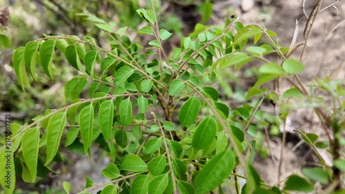 Fresh Curry Leaves Plant Close Up View in Natural Garden Light