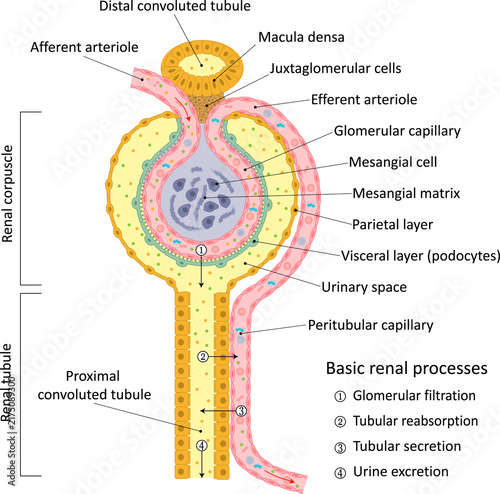Structures and processes of the renal nephron