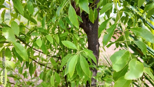 Green Sandalwood Tree Branch Close Up Against Nature Background