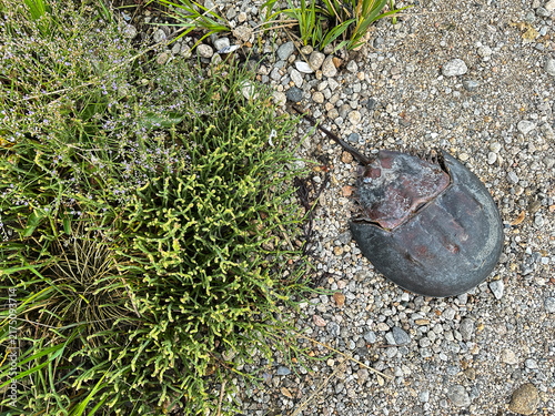 Fotografie Horseshoe crab shell resting on beach path