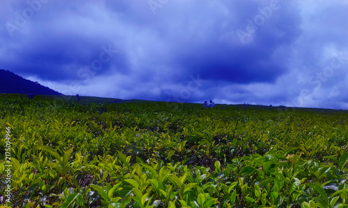 Lush green tea plantation landscape with dramatic blue cloudy sky background