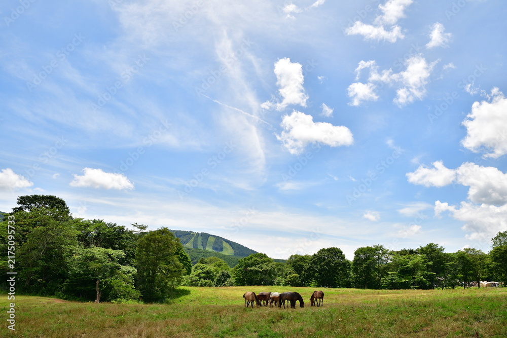 Fototapeta premium 戸隠牧場の草原で放牧される馬（長野県長野市）