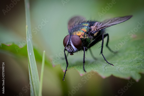 Obraz na płótnie fly on green leaf