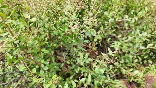 Natural Henna Plant Growing Outdoors Close Up View,Lawsonia Inermis