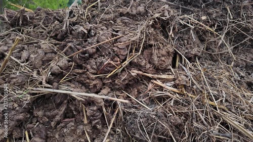 Cow Dung Compost for Organic Farming and Soil Health