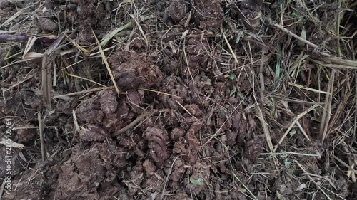 Natural Cow Manure Compost Pile in Agricultural Field