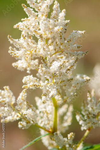 Foto Close-up of delicate white and purple flower clusters blooming in a summer garden