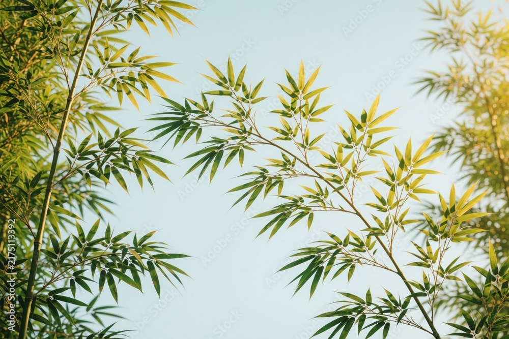 Obraz premium Green bamboo leaves reach toward bright blue sky. Fresh plant branches grow in sunny garden. Natural foliage texture creates zen background for wellness eco design. Summer sun shines through tropical
