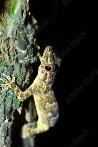 Mediterranean house gecko eye Extreme Close-Up macro photography Nature Background