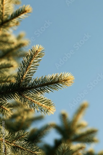 Close-up of evergreen needles against a clear blue sky