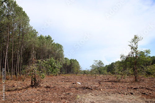 Obraz na plátne Forest Firebreak for Wildfire Prevention Near Le Temple, Gironde, France