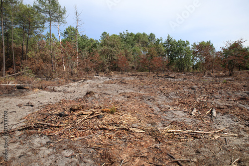 Obraz na plátně Forest Firebreak for Wildfire Prevention Near Le Temple, Gironde, France