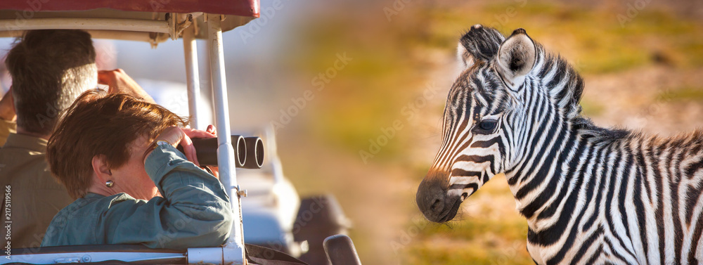 Fototapeta premium Safari tourism, wildlife observation. Tourist watches a zebra through binoculars from a safari vehicle during an African nature excursion.