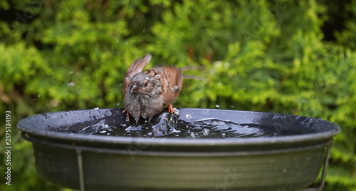 Photography a dunnock is bathing in the garden