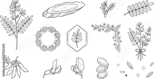 Bild auf Leinwand Hand drawn astragalus plant line art vector set with root slices flowers leaves