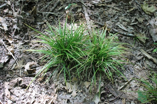Konstfotografi Two Pennsylvania sedge grass clumps at Camp Ground Road Woods in Des Plaines, Il