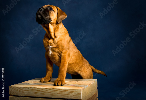 Cuadro en lienzo STUDIO – A mastiff puppy named Ella poses in a studio portrait.