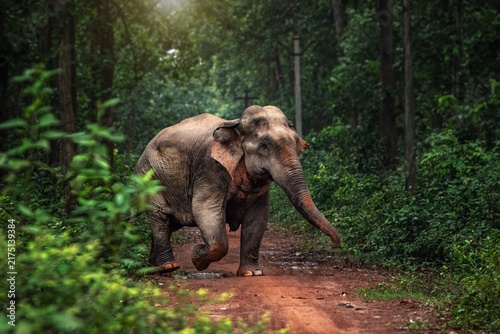 Photography The Asian elephant, also known as the Asiatic elephant, is the only living species in the genus Elephas