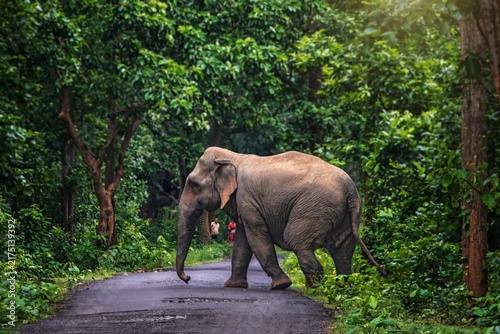 Obraz na plátne The Asian elephant, also known as the Asiatic elephant, is the only living species in the genus Elephas