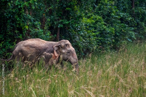 Foto The Asian elephant, also known as the Asiatic elephant, is the only living species in the genus Elephas
