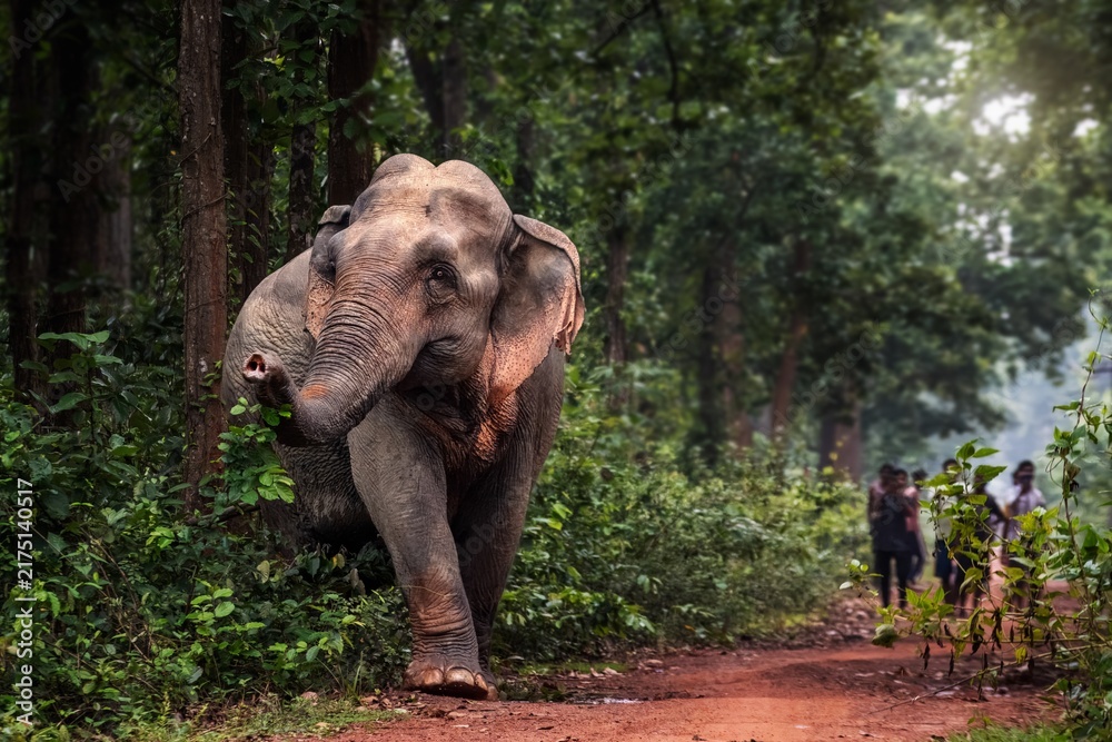 Obraz premium The Asian elephant, also known as the Asiatic elephant, is the only living species in the genus Elephas. It is the largest living land animal in Asia and the second largest living elephant.