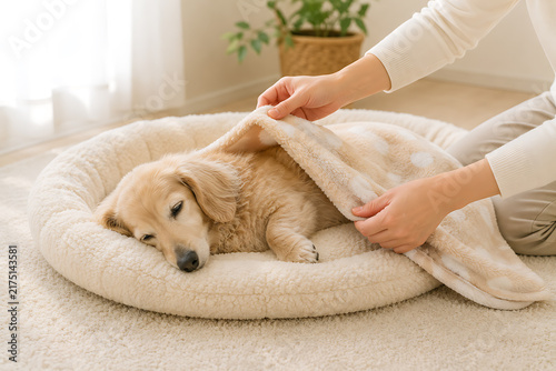 Fototapeta 毛布をかけて休む老犬をお世話する飼い主