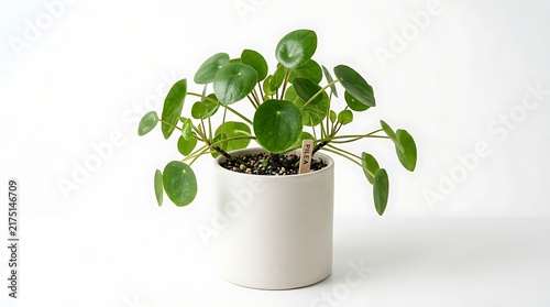 Pilea peperomioides houseplant in a white ceramic pot on a clean minimalist background