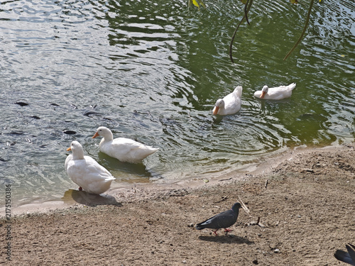 White duck and dark waterfowl beside rippling lake shore create peaceful outdoor wildlife scene with gentle movement and natural reflections