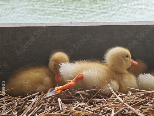 Duck duckling nest straw water yellow feather beak hatchling wildlife rests together in straw nest beside calm water with soft downy feathers and bright orange feet creating peaceful natural scene