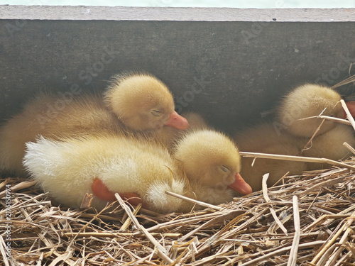 Fuzzy duck duckling resting in straw nest with soft yellow feathers and gentle expressions creating peaceful rural farm scene
