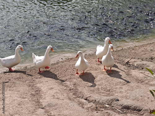 White duck flock walking along sandy lakeshore beside rippling water, with natural sunlight and reflections creating peaceful outdoor wildlife scene for nature photography