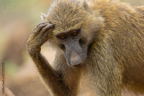 Canvas Print Olive baboon portrait
