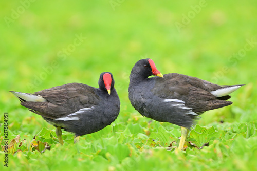 common moorhen standing together on floating weeds during their foraging, exotic grey bird with red hood