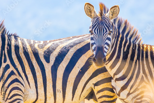 Photography Plains zebra close-up portrait
