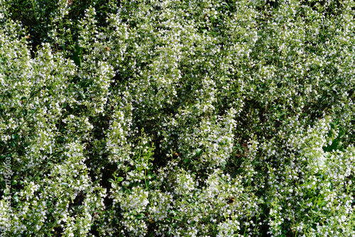 Touffe dense de calamintha nepeta ou calament népéta, formant un coussin de petites fleurs à lèvres blanches sur tiges ramifiées ornées de feuilles velue vertes très aromatiques
