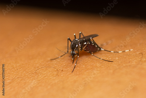 Foto Close-up macro photography of a mosquito biting human skin, revealing intricate