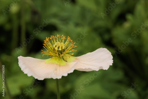 Konstfotografi Soft pink petals curve gently upward