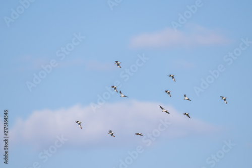 Schwarm Kampfläufer im Flug