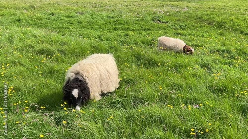 Two Sheep Are Grazing in the Meadow in Summer