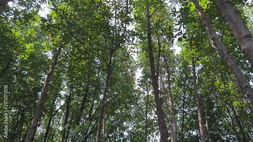 iew of Tree Tops that Sway From Strong Wind in Forest