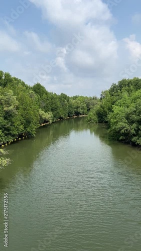River Flow Through Mangrove Forest in Tropical Country. Vertical Footage