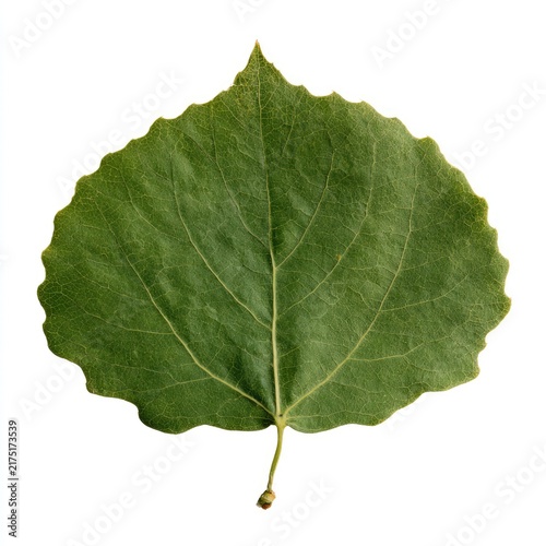 A single, vibrantly green leaf with a serrated edge, detailed veins