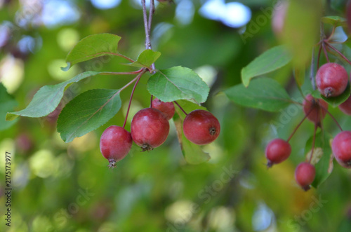 Konstfotografi Crabapple tree branch with red ripen apples and green leaves against natural blurred garden background