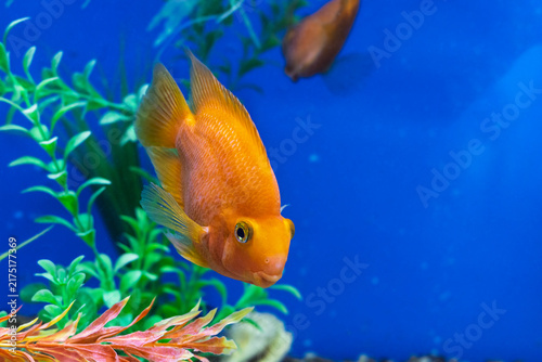 Fotografie Bright orange blood parrot cichlid swimming among aquatic plants against a blue aquarium background with copy space